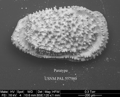 Pennyella rexi Yasuhara et al., 2013