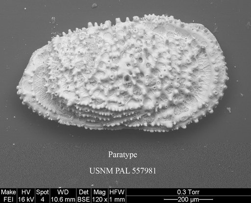 Pennyella rexi Yasuhara et al., 2013
