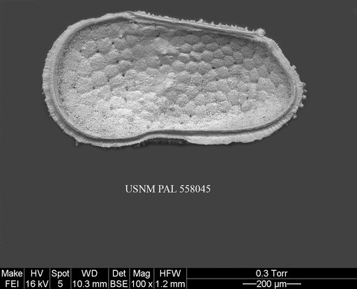 Rugocythereis melonis Yasuhara et al., 2013