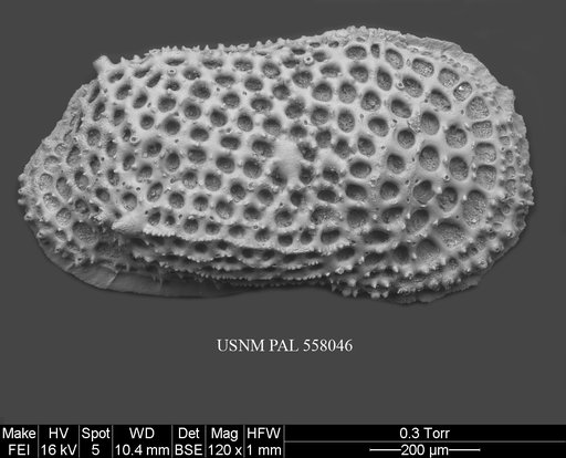 Rugocythereis melonis Yasuhara et al., 2013