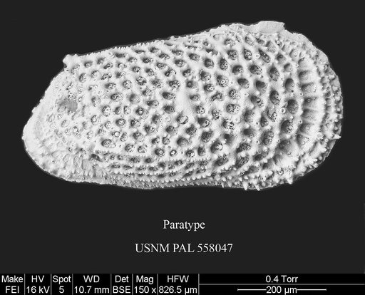 Rugocythereis melonis Yasuhara et al., 2013