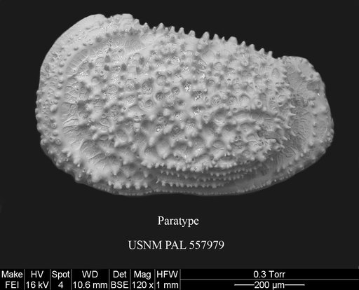 Pennyella rexi Yasuhara et al., 2013