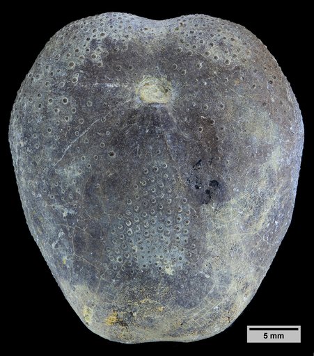 Lambertiaster ficheuri Dalloni & Lambert