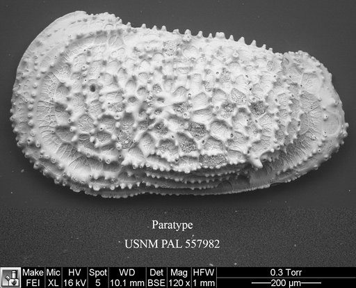 Pennyella rexi Yasuhara et al., 2013