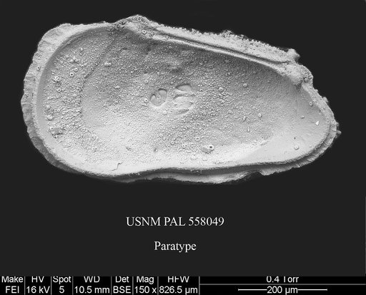 Rugocythereis melonis Yasuhara et al., 2013
