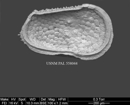 Rugocythereis melonis Yasuhara et al., 2013