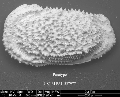 Pennyella rexi Yasuhara et al., 2013