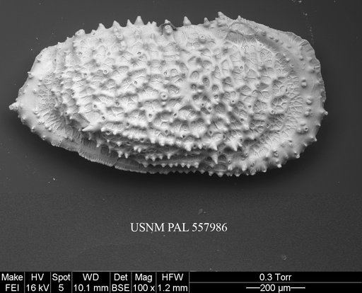 Pennyella rexi Yasuhara et al., 2013