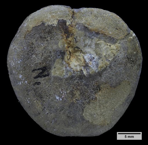 Macraster roberti var. ovatus Smiser, 1936