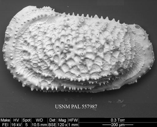 Pennyella rexi Yasuhara et al., 2013