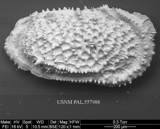 Pennyella rexi Yasuhara et al., 2013