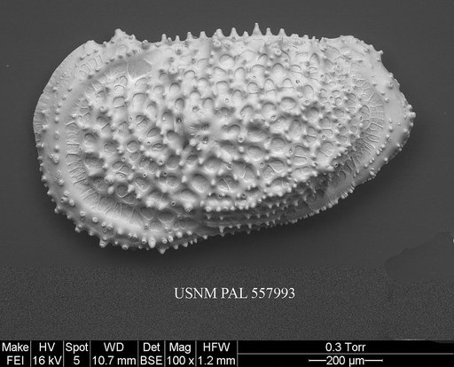 Pennyella rexi Yasuhara et al., 2013