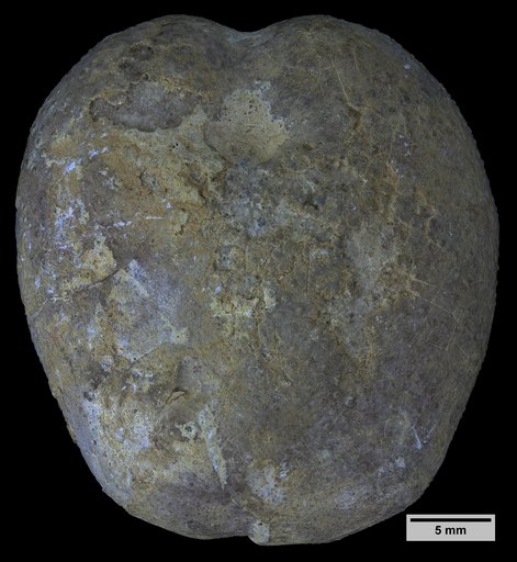 Heteraster wenoensis (Adkins, 1920)