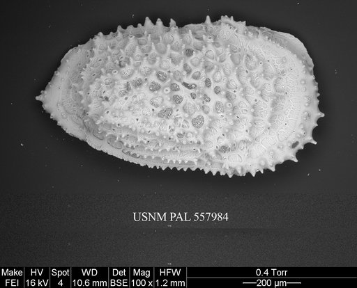 Pennyella rexi Yasuhara et al., 2013