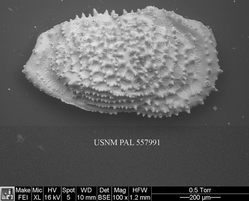 Pennyella rexi Yasuhara et al., 2013