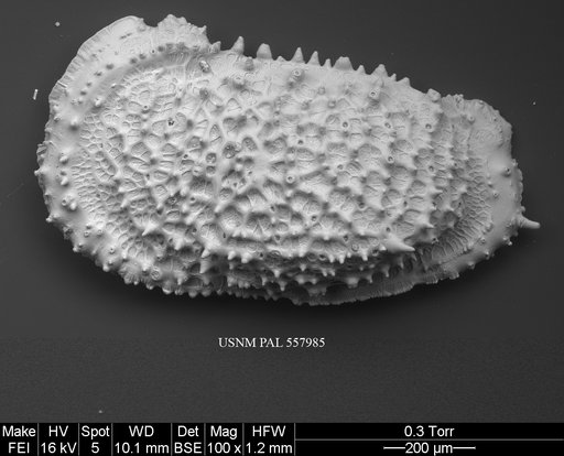 Pennyella rexi Yasuhara et al., 2013