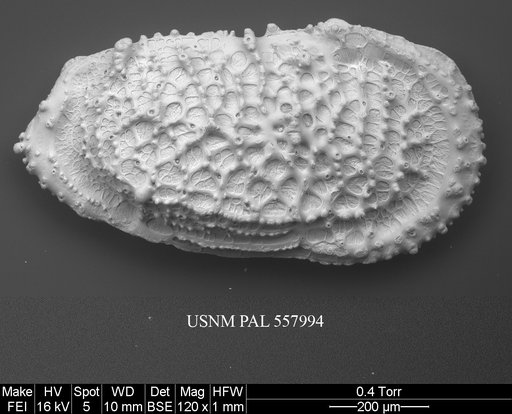 Pennyella rexi Yasuhara et al., 2013