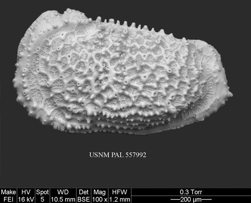 Pennyella rexi Yasuhara et al., 2013