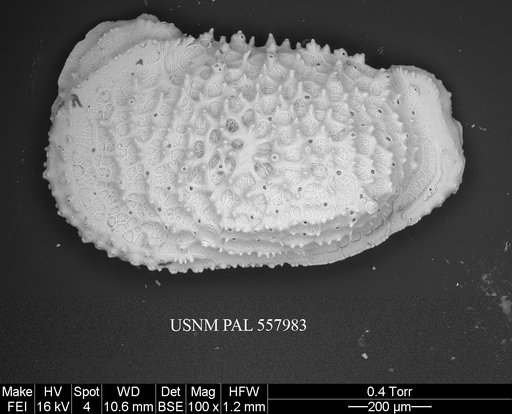 Pennyella rexi Yasuhara et al., 2013