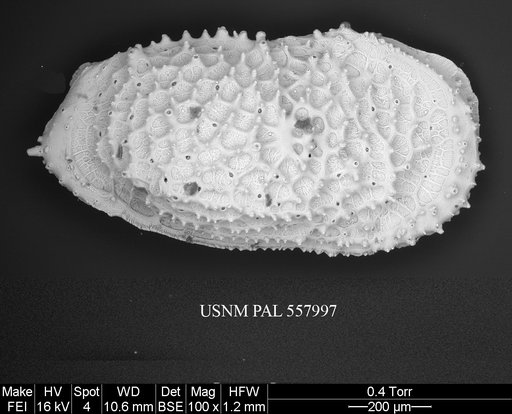 Pennyella rexi Yasuhara et al., 2013