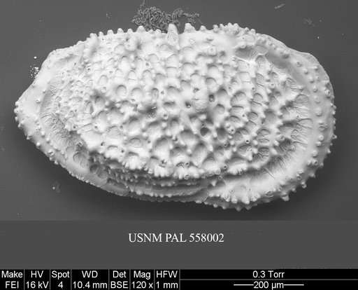 Pennyella rexi Yasuhara et al., 2013