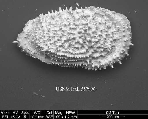 Pennyella rexi Yasuhara et al., 2013