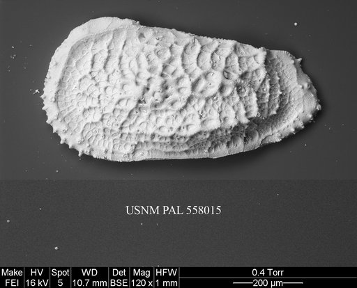 Pennyella schellenbergi Yasuhara et al., 2013