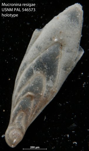 Mucronina resigae Hayward, 2012