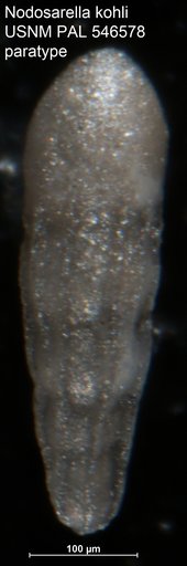 Nodosarella kohli Hayward & Van Kerckhoven, 2012