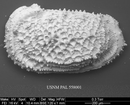 Pennyella rexi Yasuhara et al., 2013
