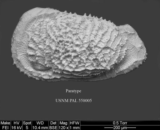 Pennyella sanfordae Yasuhara et al., 2013