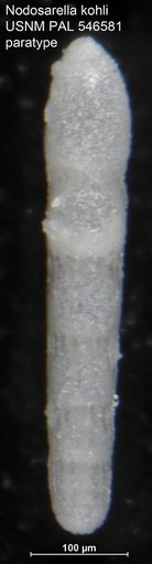 Nodosarella kohli Hayward & Van Kerckhoven, 2012