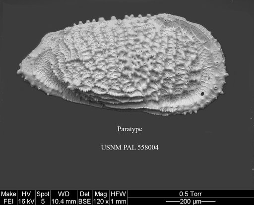 Pennyella sanfordae Yasuhara et al., 2013
