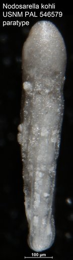 Nodosarella kohli Hayward & Van Kerckhoven, 2012