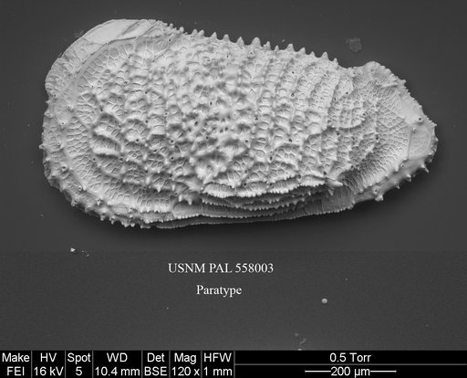Pennyella sanfordae Yasuhara et al., 2013