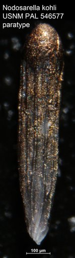 Nodosarella kohli Hayward & Van Kerckhoven, 2012