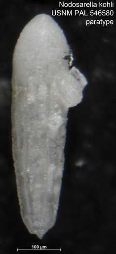 Nodosarella kohli Hayward & Van Kerckhoven, 2012