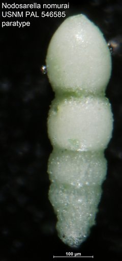 Nodosarella nomurai Hayward, 2012