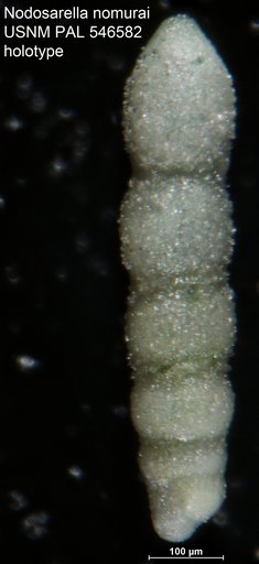 Nodosarella nomurai Hayward, 2012