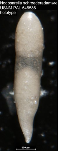 Nodosarella schroederadamsae Hayward, 2012