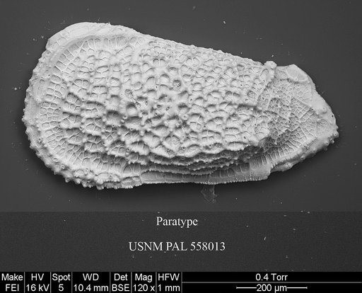 Pennyella liowae Yasuhara et al., 2013
