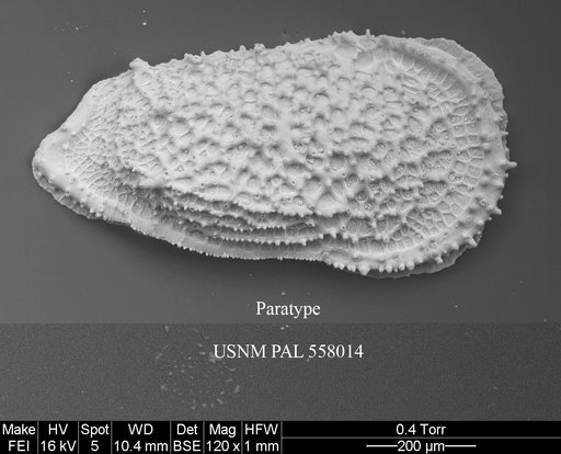 Pennyella liowae Yasuhara et al., 2013