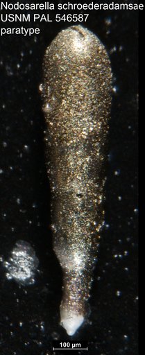 Nodosarella schroederadamsae Hayward, 2012