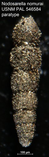 Nodosarella nomurai Hayward, 2012