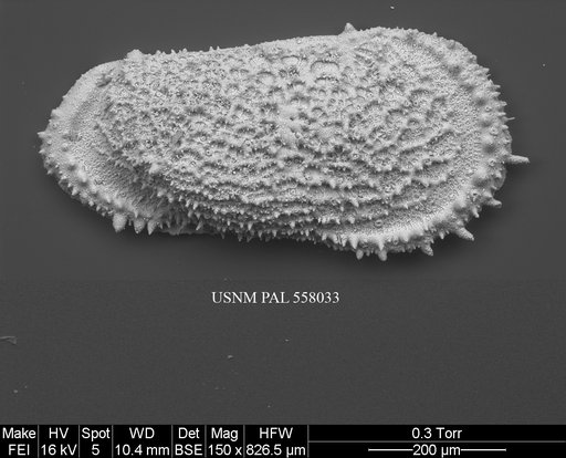 Pennyella iani Yasuhara et al., 2013