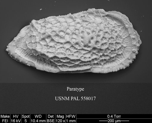 Pennyella schellenbergi Yasuhara et al., 2013