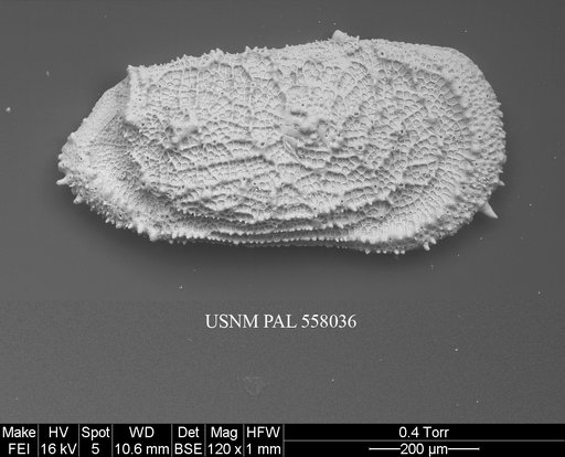 Pennyella sp. 1 Yasuhara et al., 2013