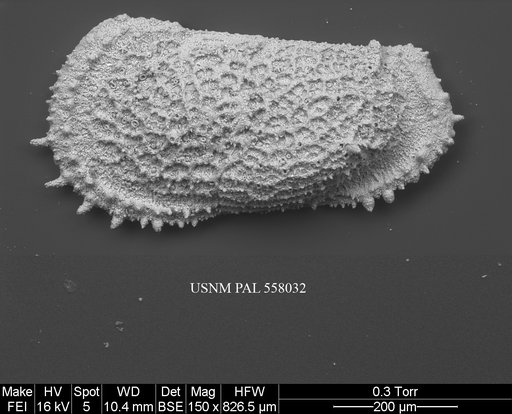 Pennyella iani Yasuhara et al., 2013
