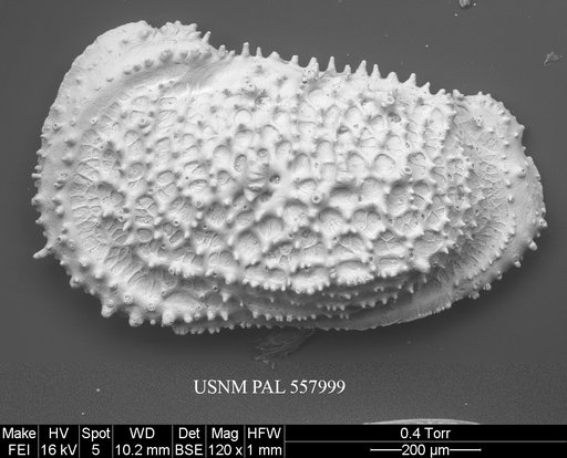 Pennyella rexi Yasuhara et al., 2013