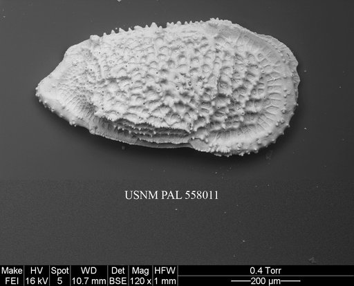 Pennyella sanfordae Yasuhara et al., 2013